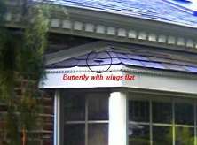 Butterfly with Wings Down