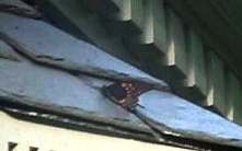 Butterfly with Wings Up