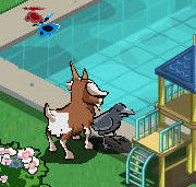 Crow on Sherry's Farm 