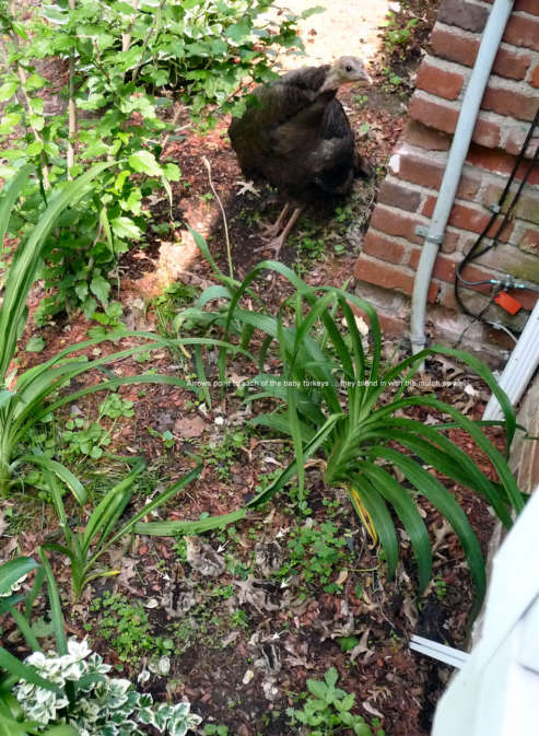 Mama and Baby Turkeys