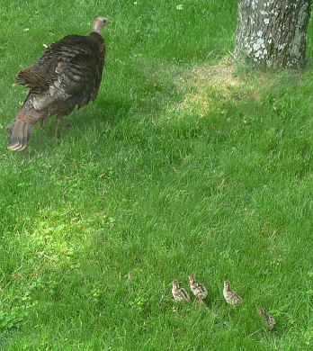 Babies Following Mama Turkey
